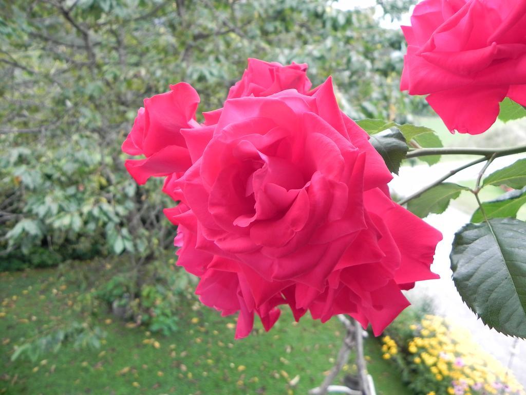 Schautzgy *